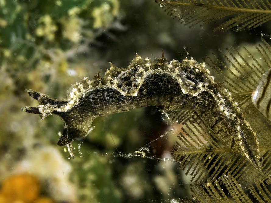 Lomanotus sp. K